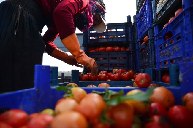 Çanakkale domatesinin en lezzetli dönemi